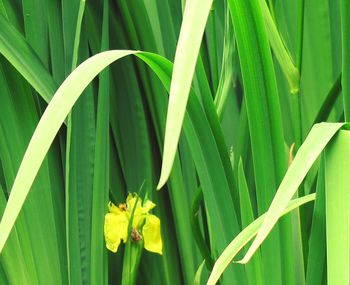 Close-up of green leaf on plant