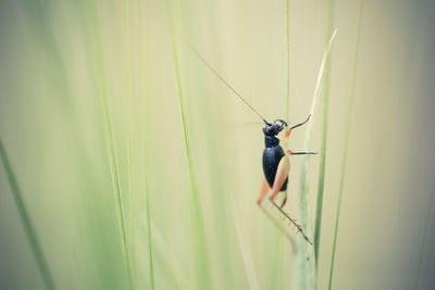 Close-up of insect on grass