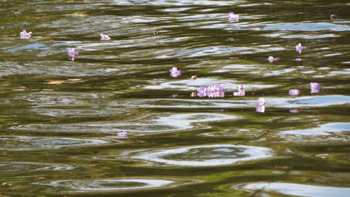 High angle view of ducks swimming in lake