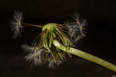 Close-up of firework display