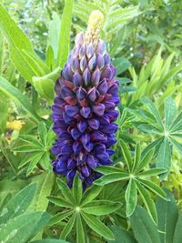 Close-up of purple flowers blooming outdoors