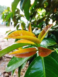 Close-up of yellow flowering plant