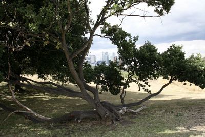 Scenic view of trees against sky