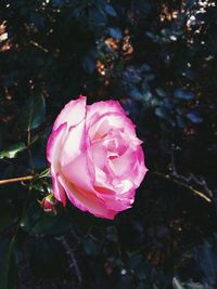 Close-up of pink rose