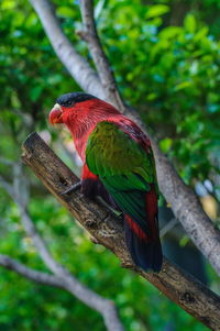 Close-up of parrot perching on branch