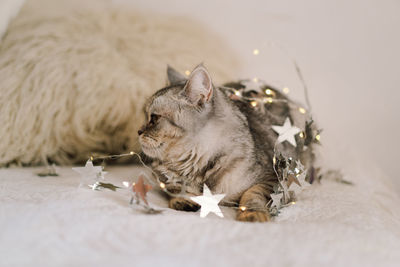 A cat of the scottish straight cat breed sits on a bed. good new year spirit.