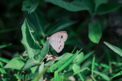 Butterfly on leaf