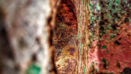 Close-up of tree trunk