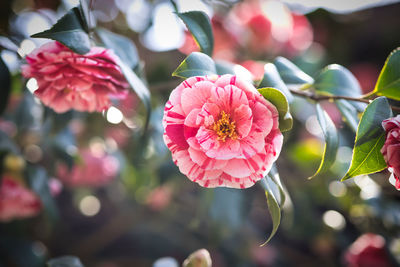 Close-up of pink flowering plant