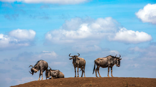Wildbeest migration betwen serengeti and maasai mara national park