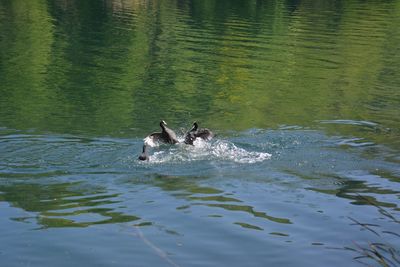Ducks swimming in lake