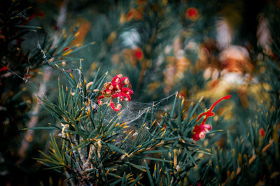 Close-up of plant