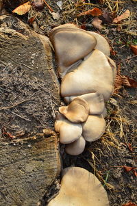 High angle view of mushrooms on field