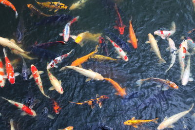 High angle view of koi carps swimming in lake