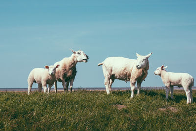 Sheep on field against clear sky