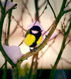 Close-up of bird perching on branch