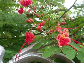 Close-up of red flowers