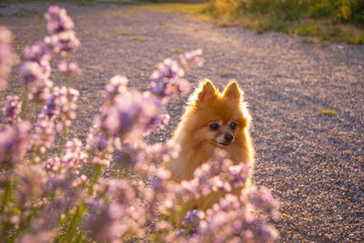 Portrait of dog on purple flower