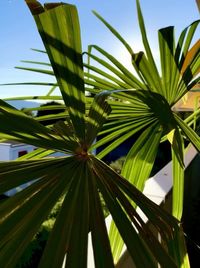 Close-up of palm leaf