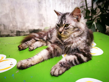 Close-up of cat sitting on floor