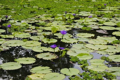 Purple water lily in lake