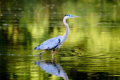 Great blue heron walking through shallow water hunting for fish.