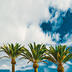 Low angle view of palm trees against sky