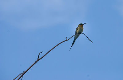 Low angle view of birds perched on blue sky