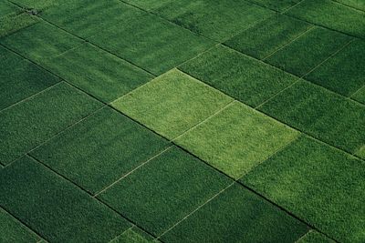 Full frame shot of grassy landscape