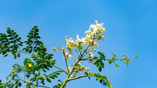 Low angle view of flowering plant against blue sky