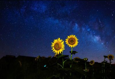 Low angle view of yellow flowers at night