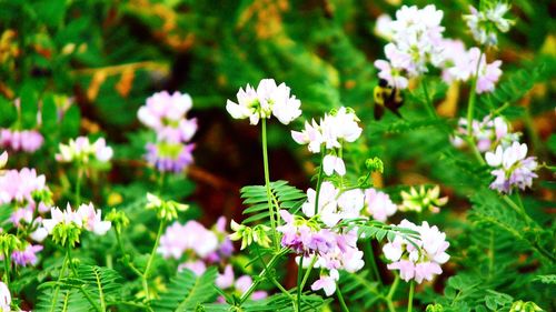 Close-up of white flowers