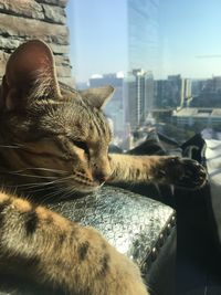 Close-up of horse against sky