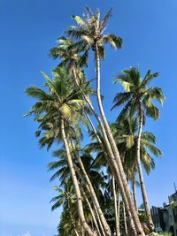 Low angle view of palm tree against clear blue sky