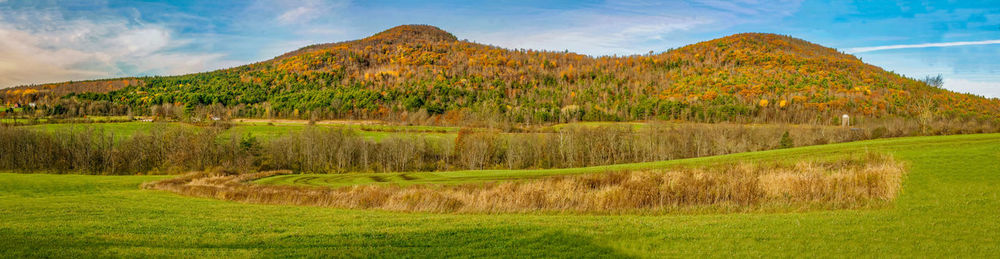 Scenic view of field against sky