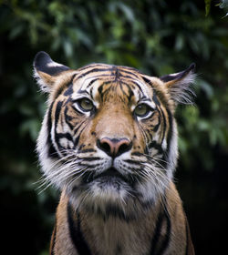 Close-up portrait of a tiger