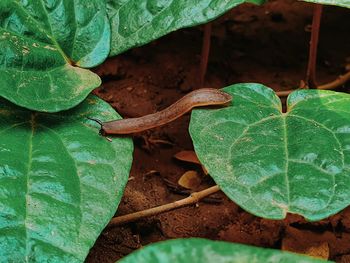 High angle view of green leaves on land