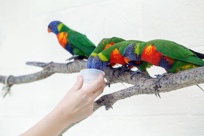 Person zoo worker feeding lorikeet parrots. beautiful wild tropical animals birds sitting on tree 