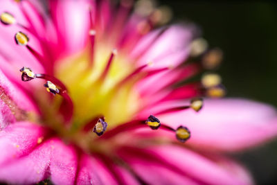 Close-up of pink houseleek flower