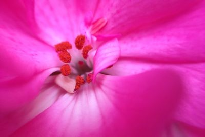 Macro shot of pink flower