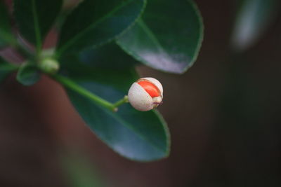 Close-up of leaves against blurred background