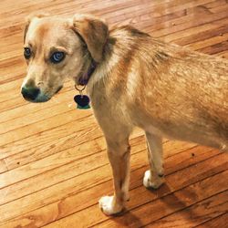 High angle view of dog looking away