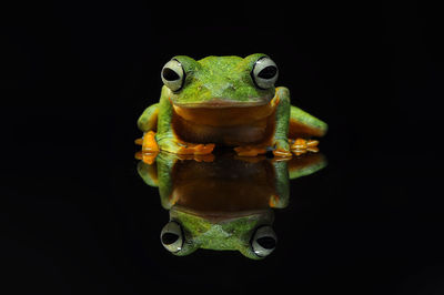 Close-up of frog in water against black background