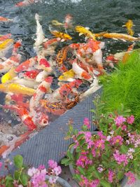 High angle view of koi carps swimming in lake