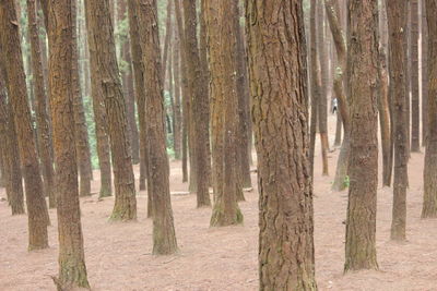Pine trees in forest