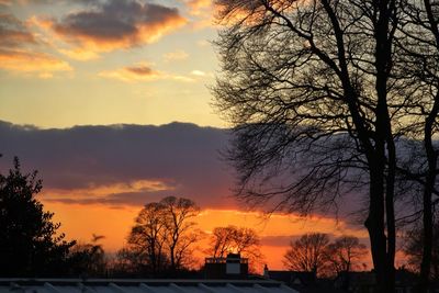 Bare trees at sunset