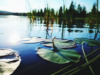 Close-up of water lily in lake