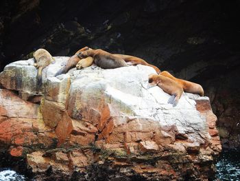View of an animal sleeping on rock