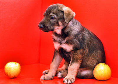 High angle view of puppy sitting on red background