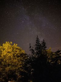 Low angle view of trees against sky at night